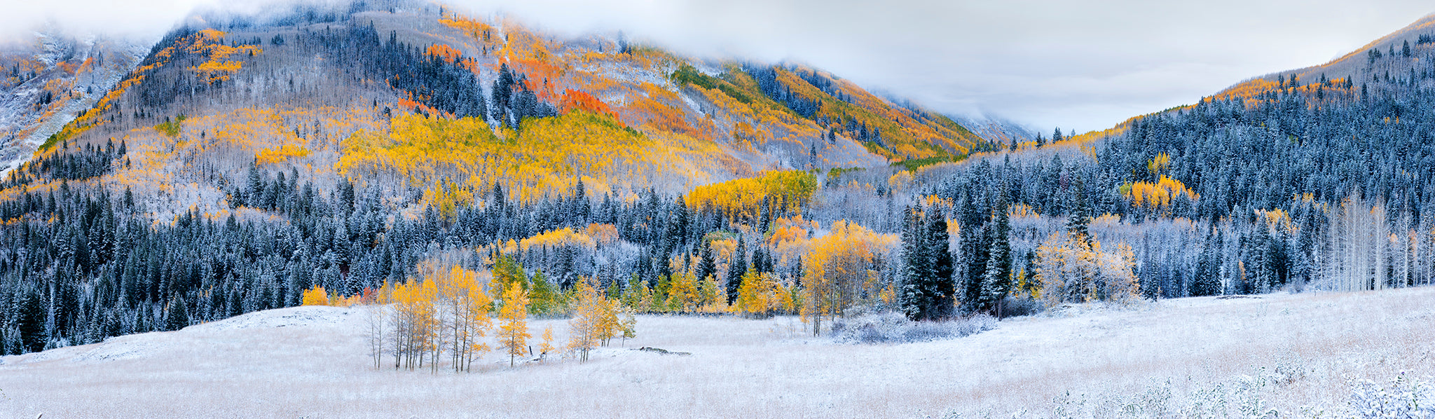 Aspens Groves