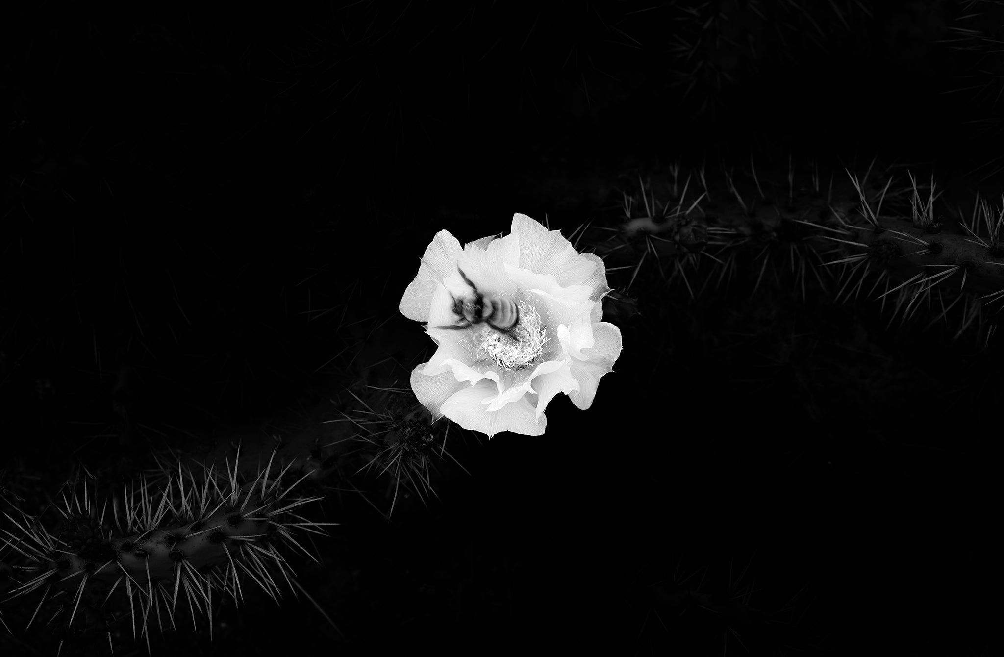 Cactus Flower