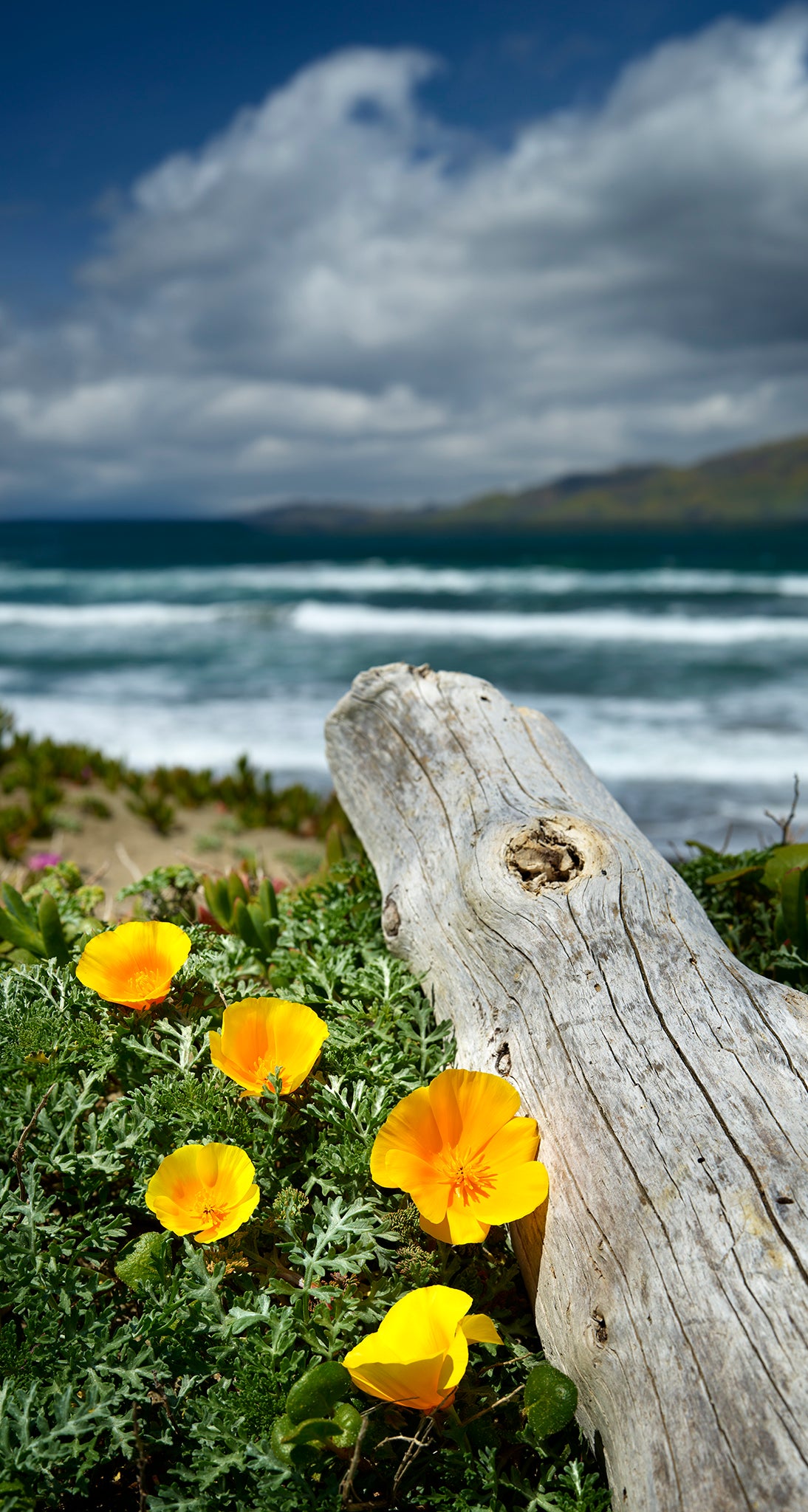 Coastal Poppies