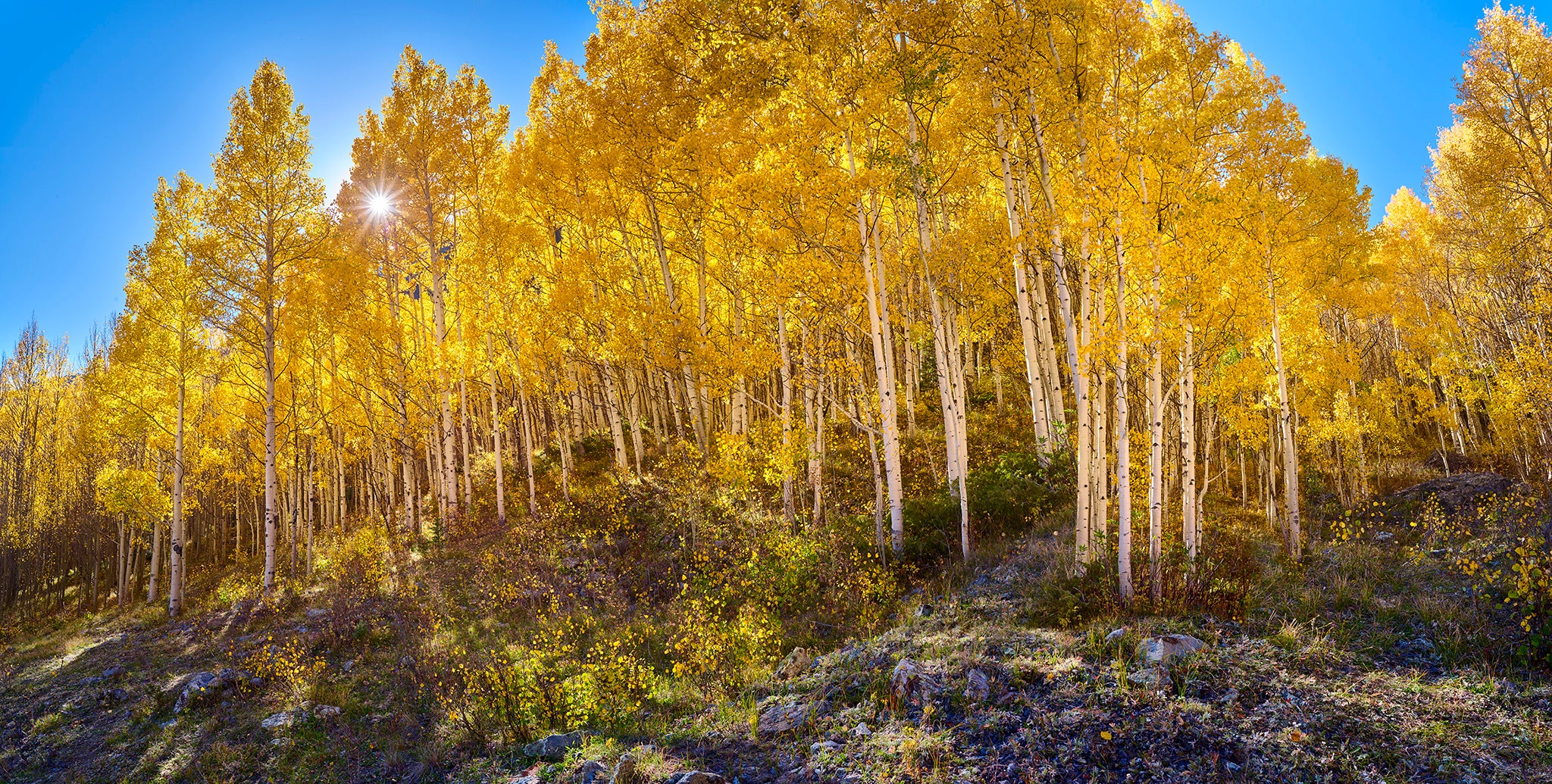 Golden Forest