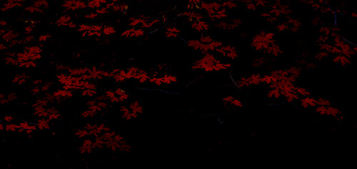 Moonlite Maple Leaves