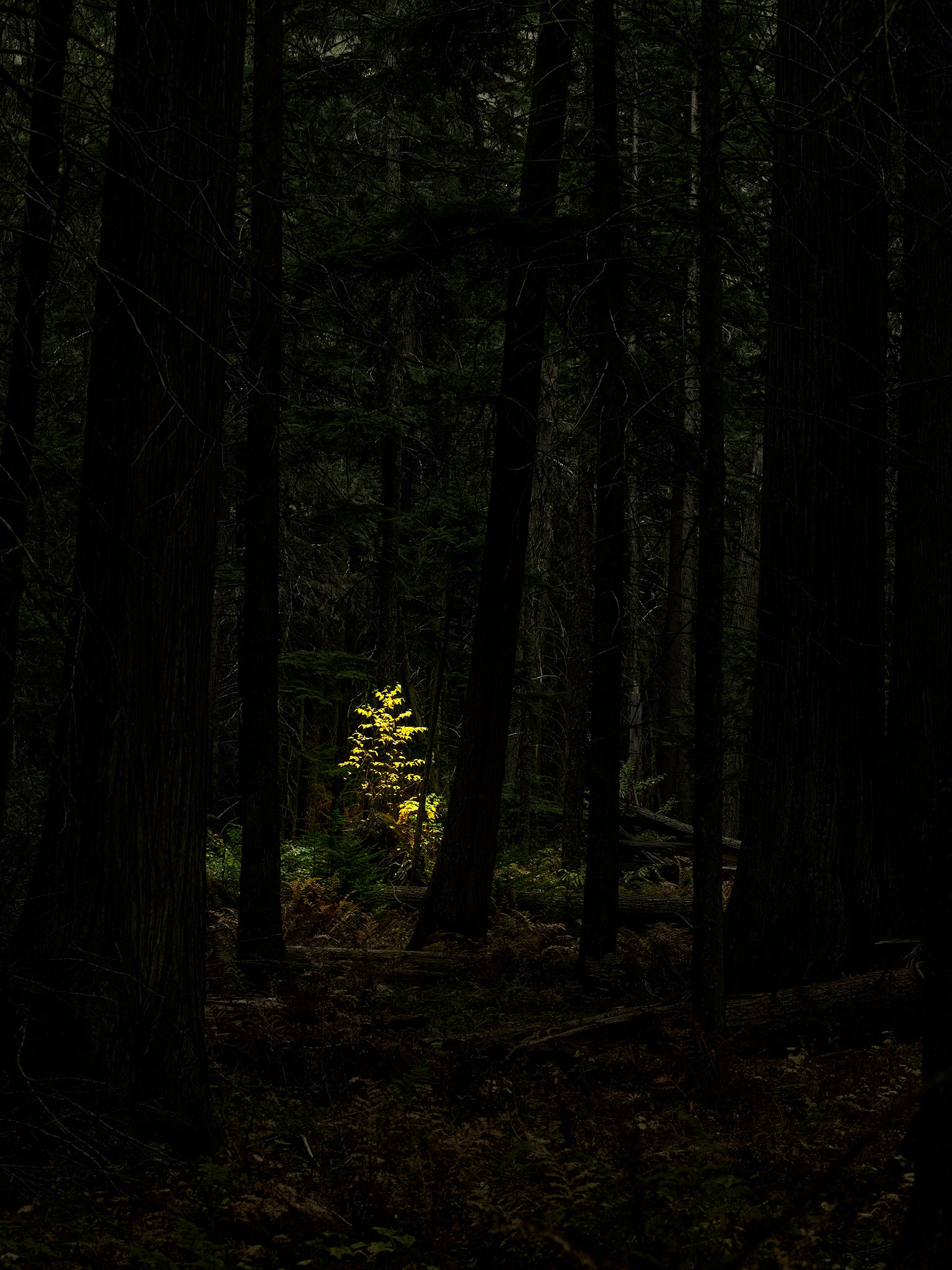 The Dark Forest