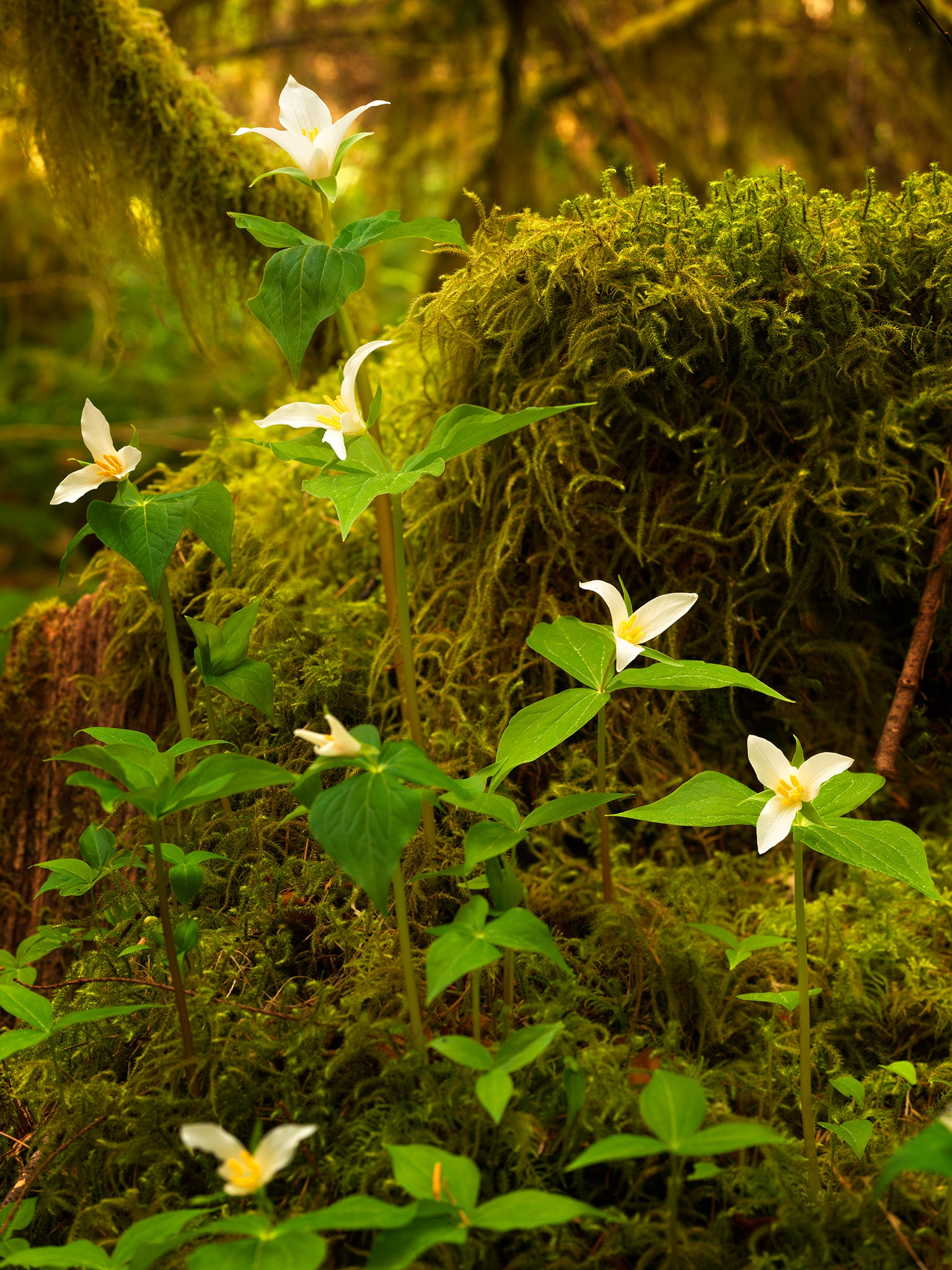 Western Trillium Wildflowers