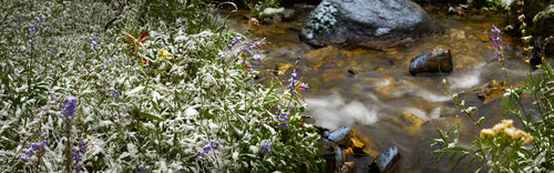 Wildflowers in the Snow
