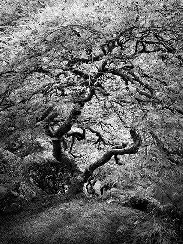 Old Japanese Maple