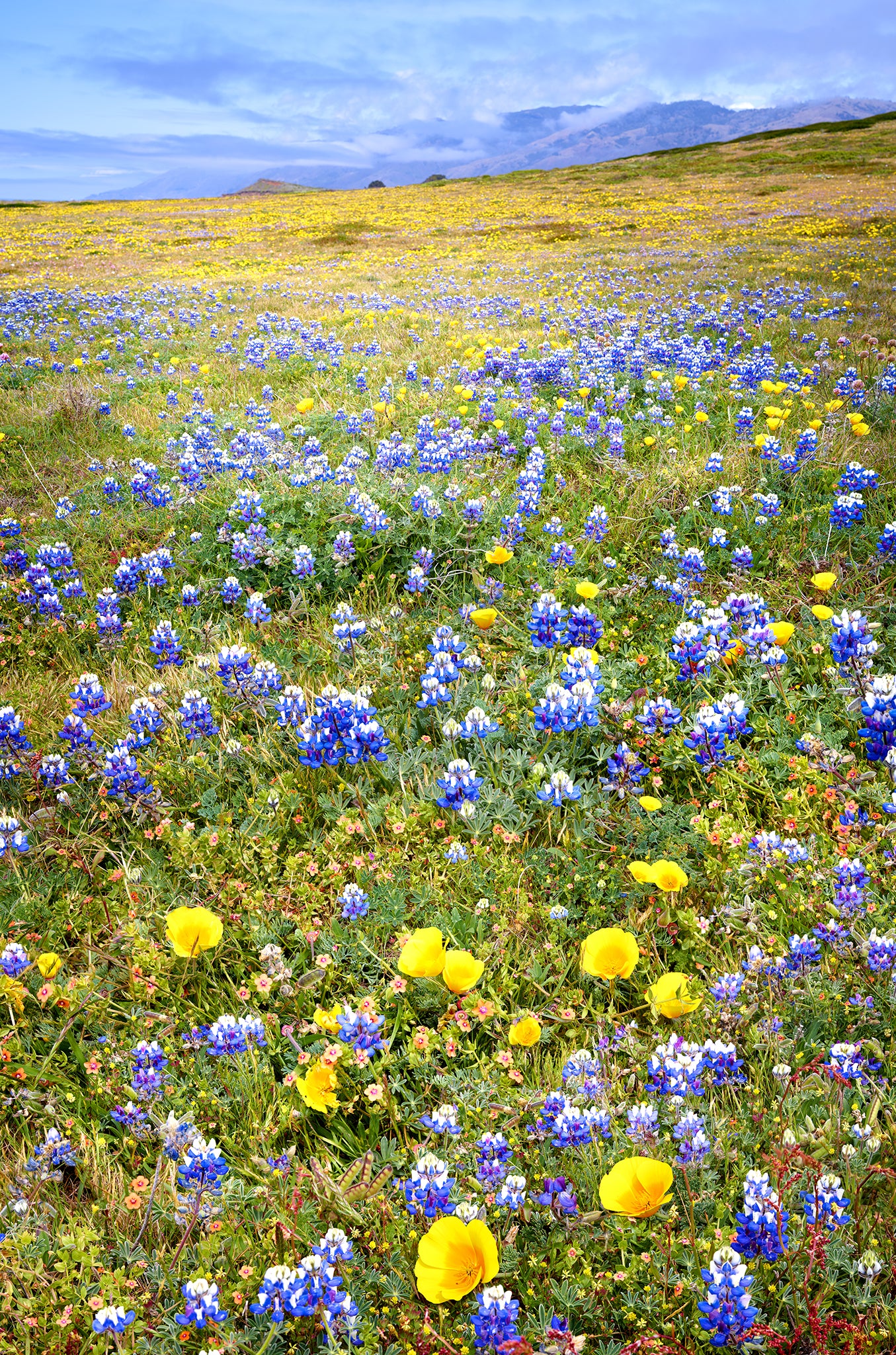 Coastal Wildflowers