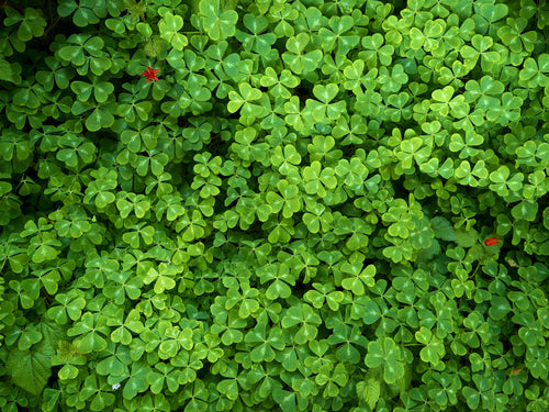 Find the Four Leaf Clover