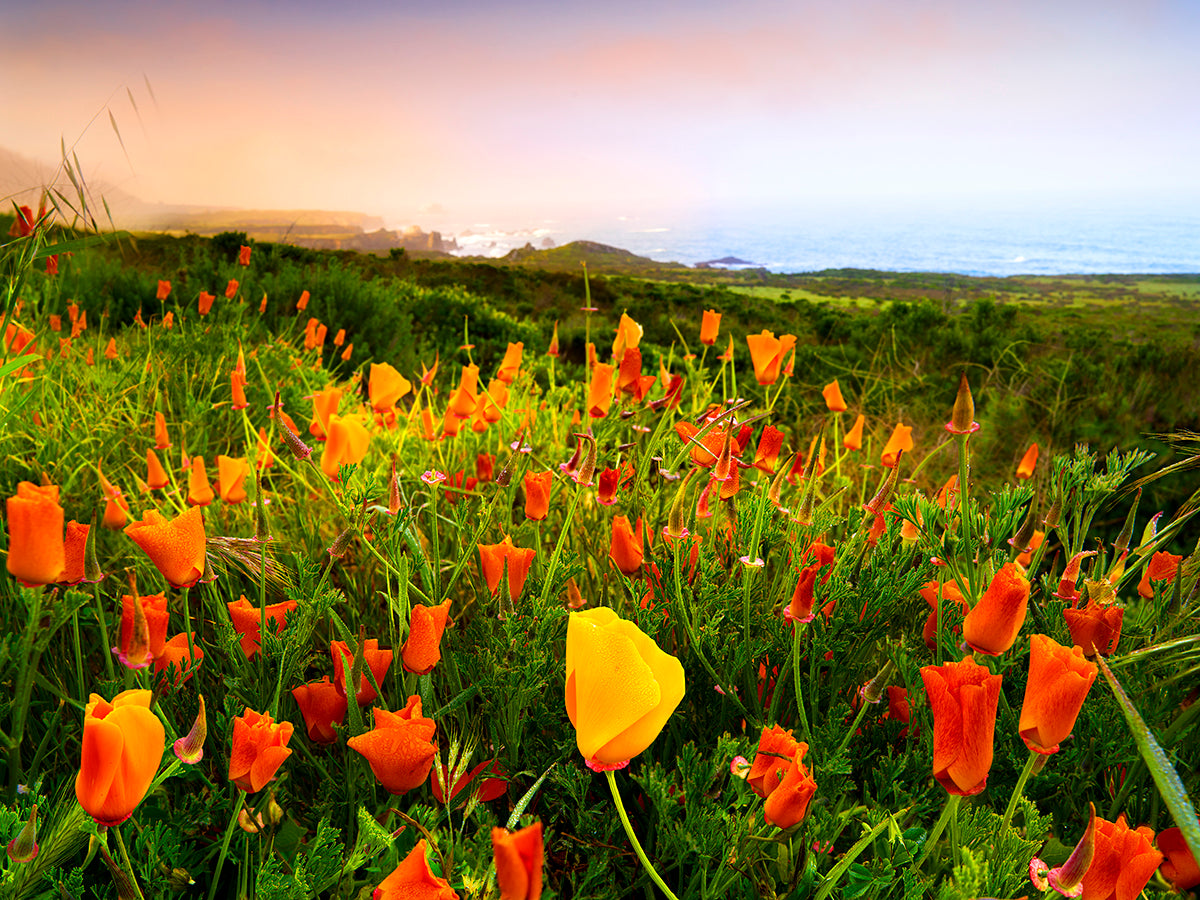 Super Bloom Highway