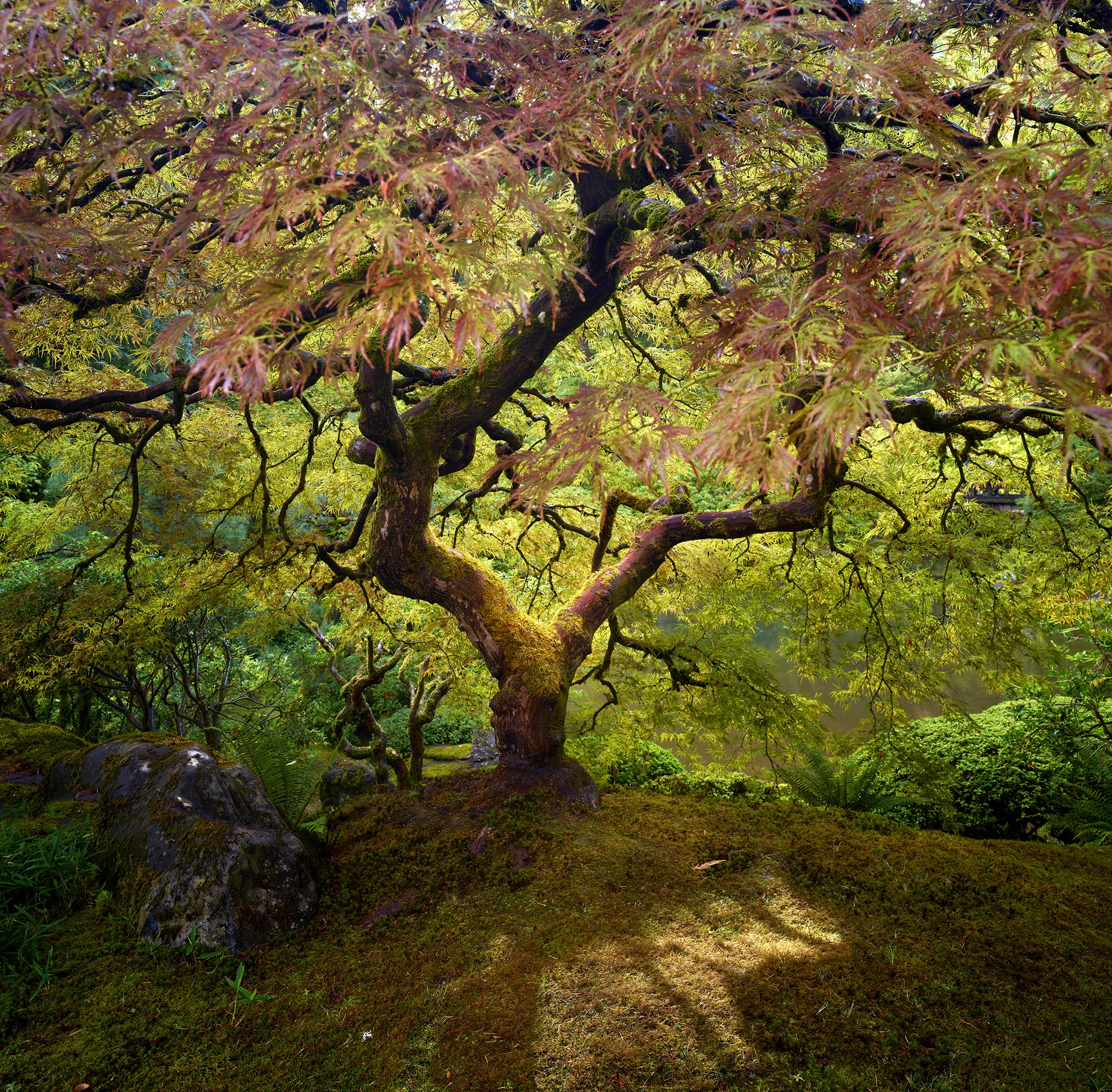 Japanese Maple