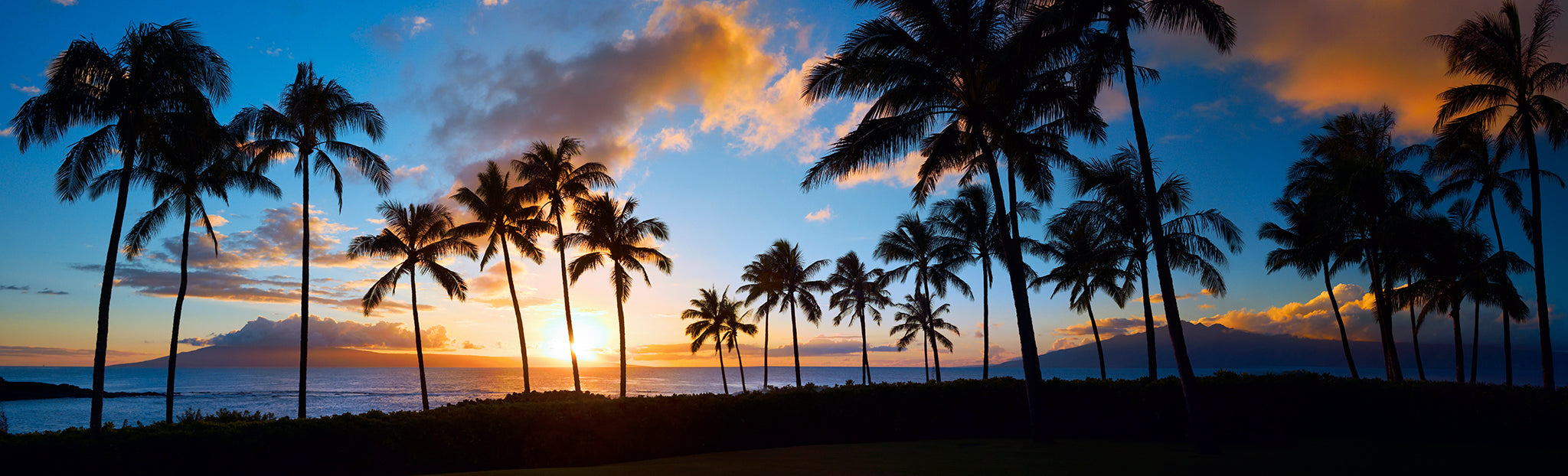 Maui Palm Trees