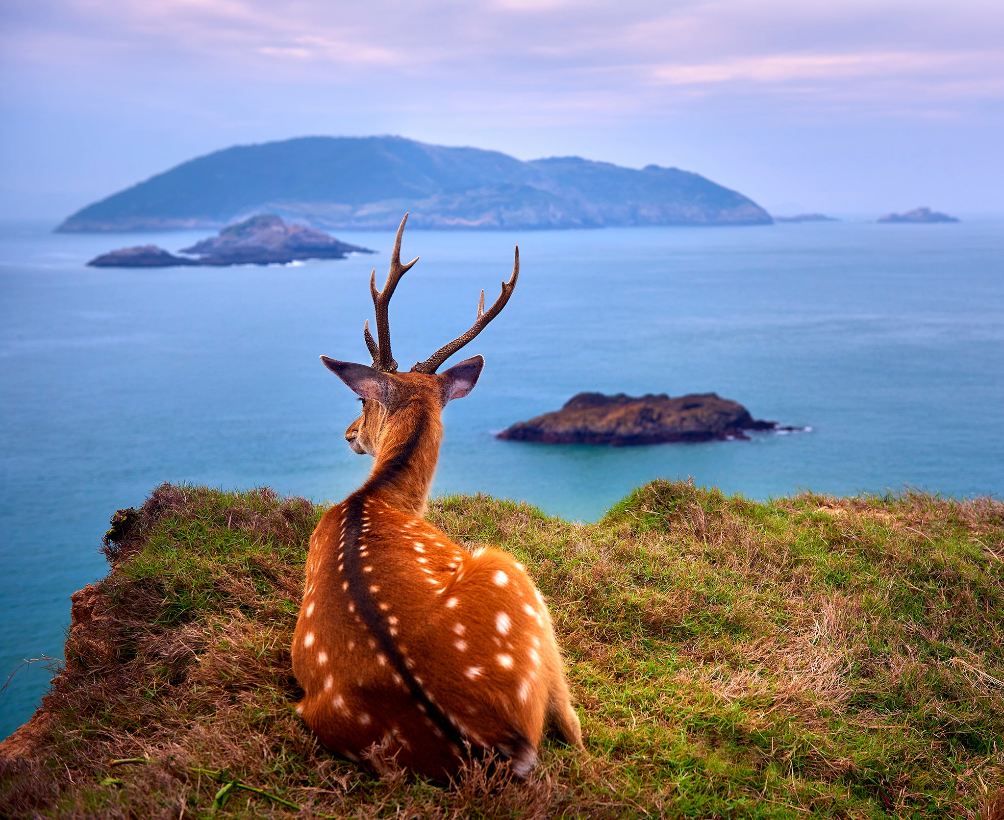 Resting Deer